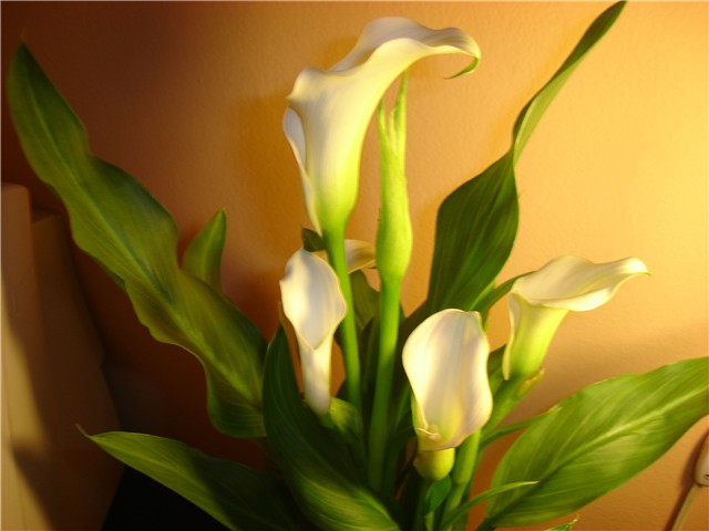 calla